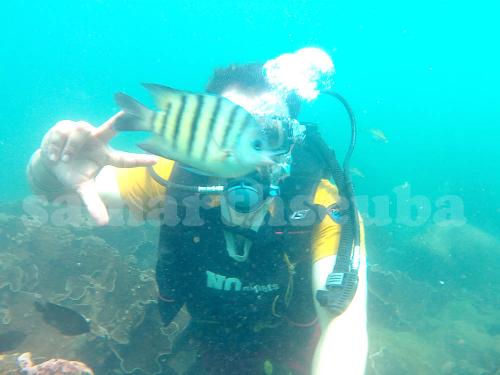 Scuba Diving in Tarkarli 