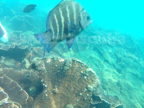 scuba diving in tarkarli season